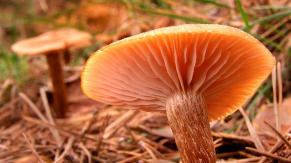 De níscalos a boletus: las setas que puedes encontrar este otoño en España