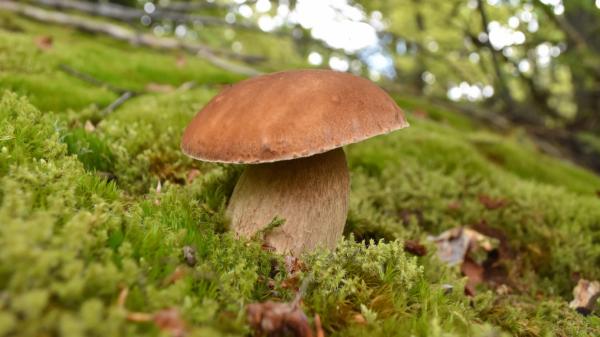 De níscalos a boletus: las setas que puedes encontrar este otoño en España - Dónde encontrar setas de otoño en España