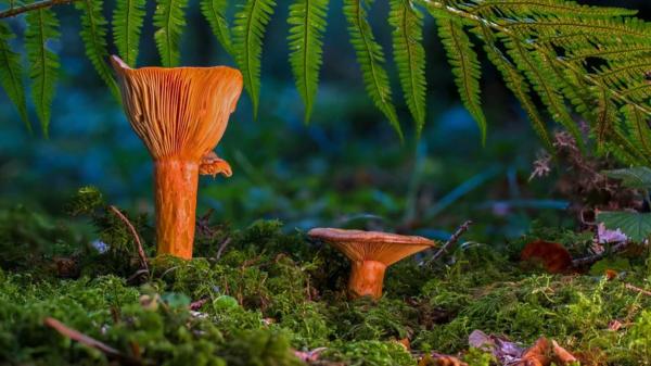 De níscalos a boletus: las setas que puedes encontrar este otoño en España - Las primeras lluvias no hacen que todas las setas aparezcan a la vez