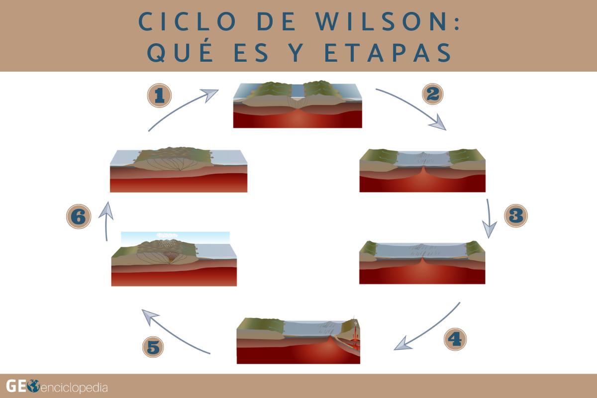 Ciclo de Wilson: qué es y etapas