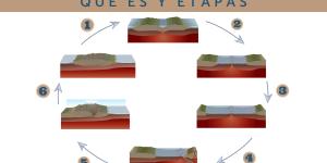 Ciclo de Wilson: qué es y etapas