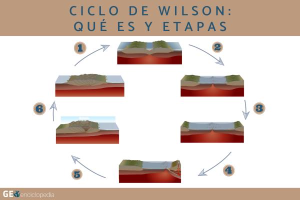 Ciclo de Wilson: qué es y etapas