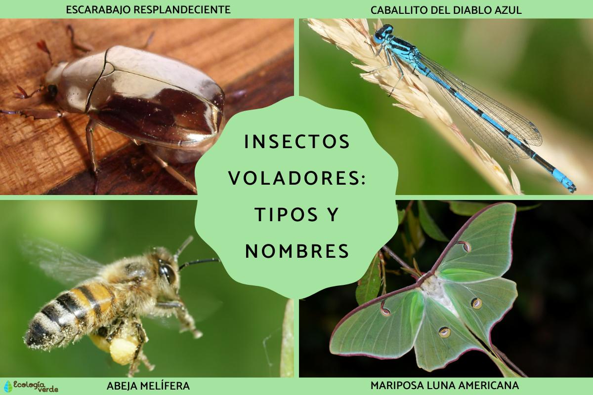 Insectos voladores: tipos y nombres