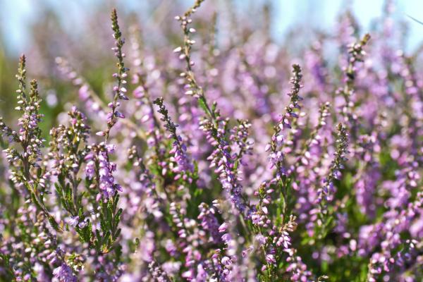 Flores de enero - Brezo (Calluna vulgaris)