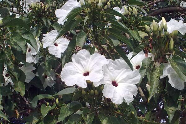 Flores de enero - Cazahuate (Ipomoea arborescens)