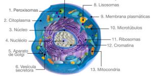 Célula animal: partes y funciones