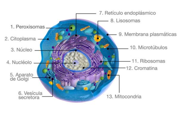 Célula animal: partes y funciones