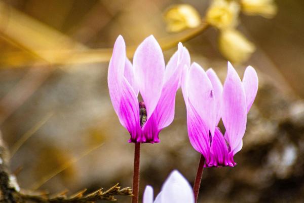 Flores de enero - Ciclamen (Cyclamen persicum)