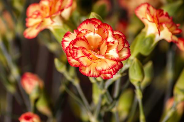 Flores de enero - Clavel (Dianthus caryophyllus)