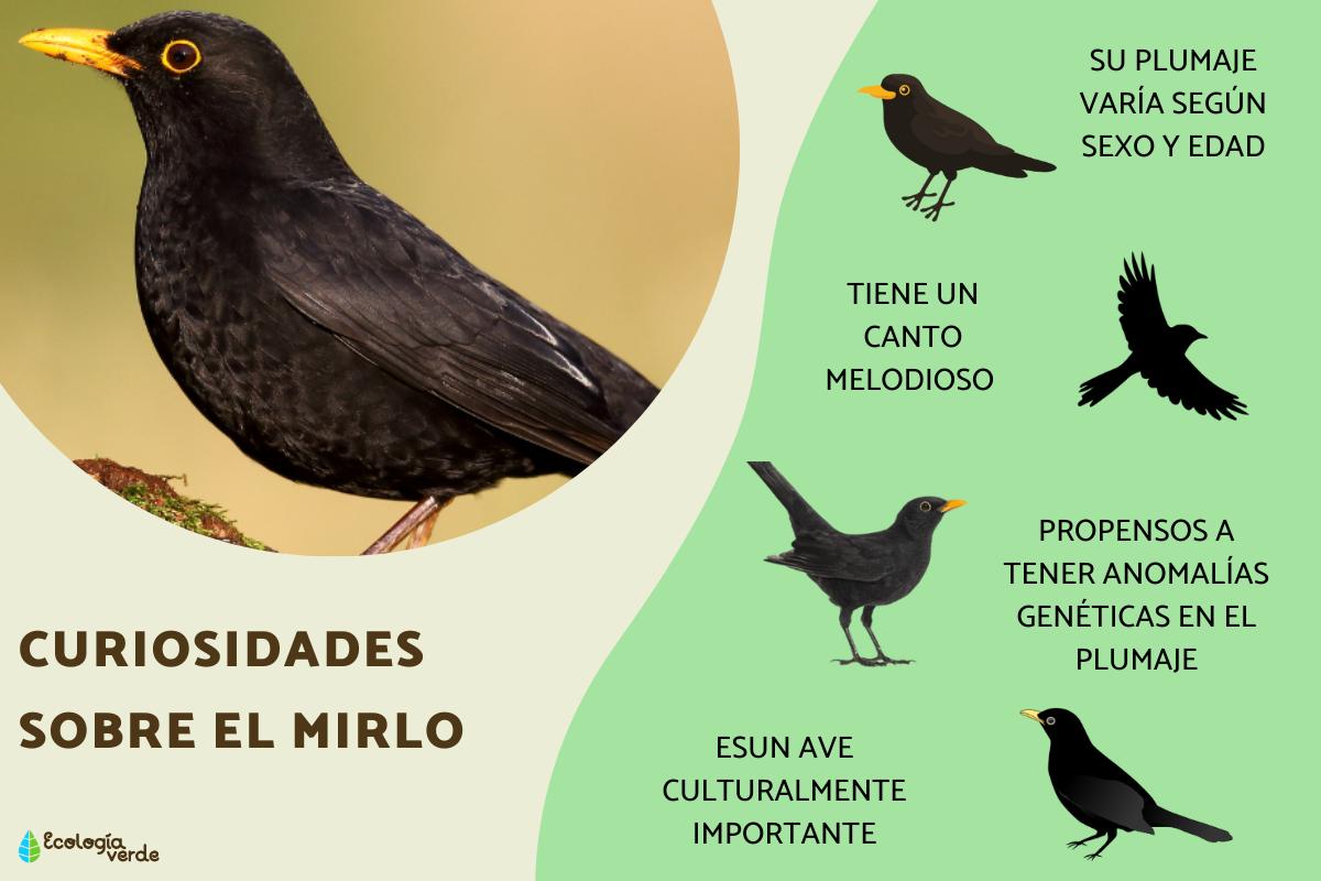 Curiosidades sobre el mirlo
