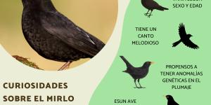 Curiosidades sobre el mirlo