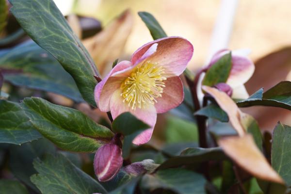 Flores de enero - Eléboro (Helleborus foetidus)