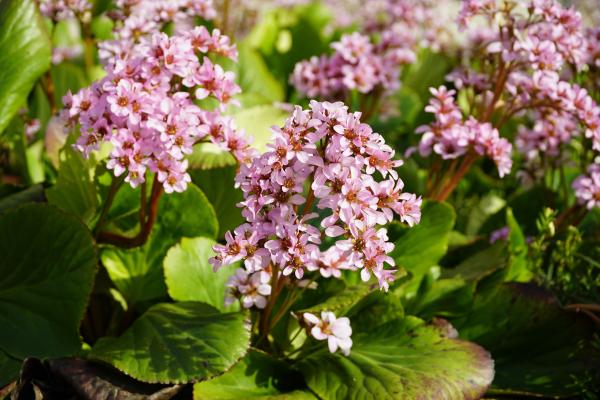 Flores de enero - Hortensia de invierno (Bergenia crassifolia) 