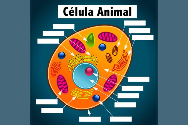 Célula animal: partes y funciones - Organelos de la célula animal y sus funciones