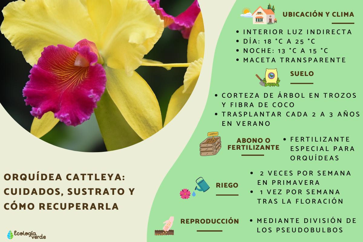Orquídea Cattleya: cuidados, sustrato y cómo recuperarla