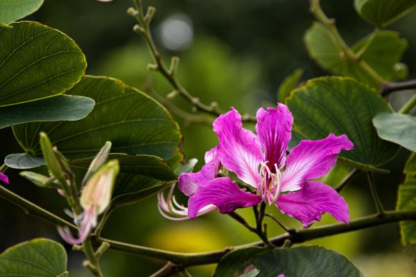 Flores de enero - Pata de vaca (Bauhinia forficata)