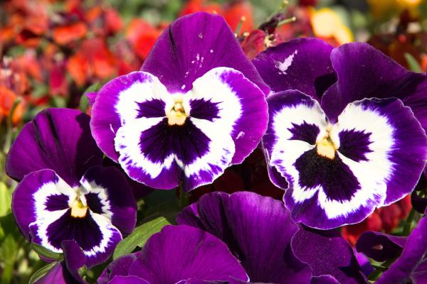 Flores de enero - Pensamiento (Viola x Wittrockiana) 