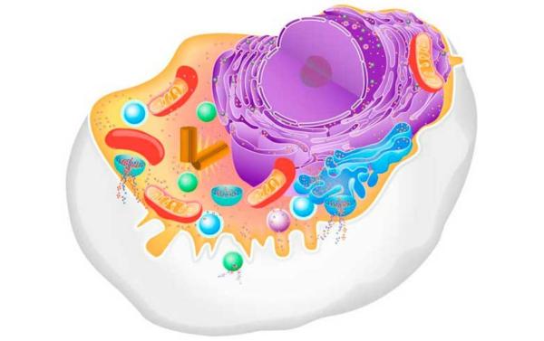 Célula animal: partes y funciones - Qué es la célula animal