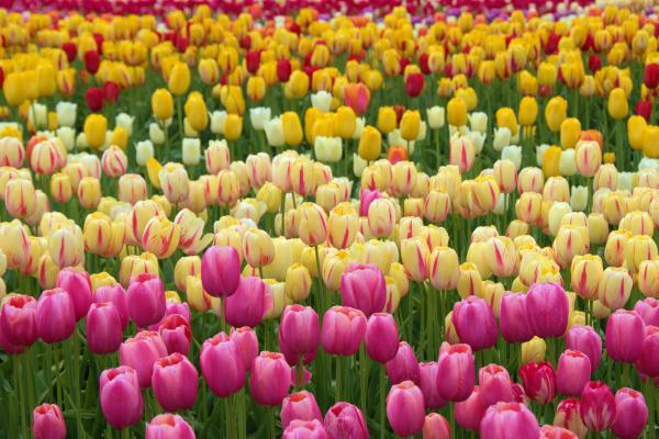 Flores de enero - Tulipán (Tulipa spp.)