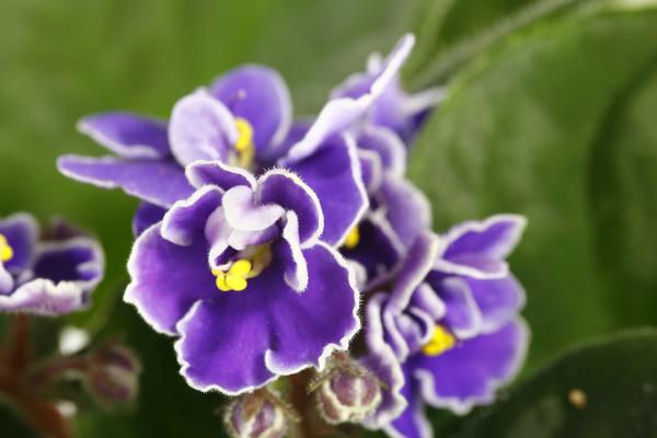 Flores de enero - Violeta africana (Saintpaulia spp.)
