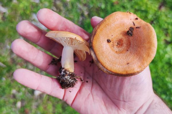 Níscalos: propiedades, beneficios, cómo comerlos y contraindicaciones - ¿Cómo limpiar los níscalos para poder comerlos?