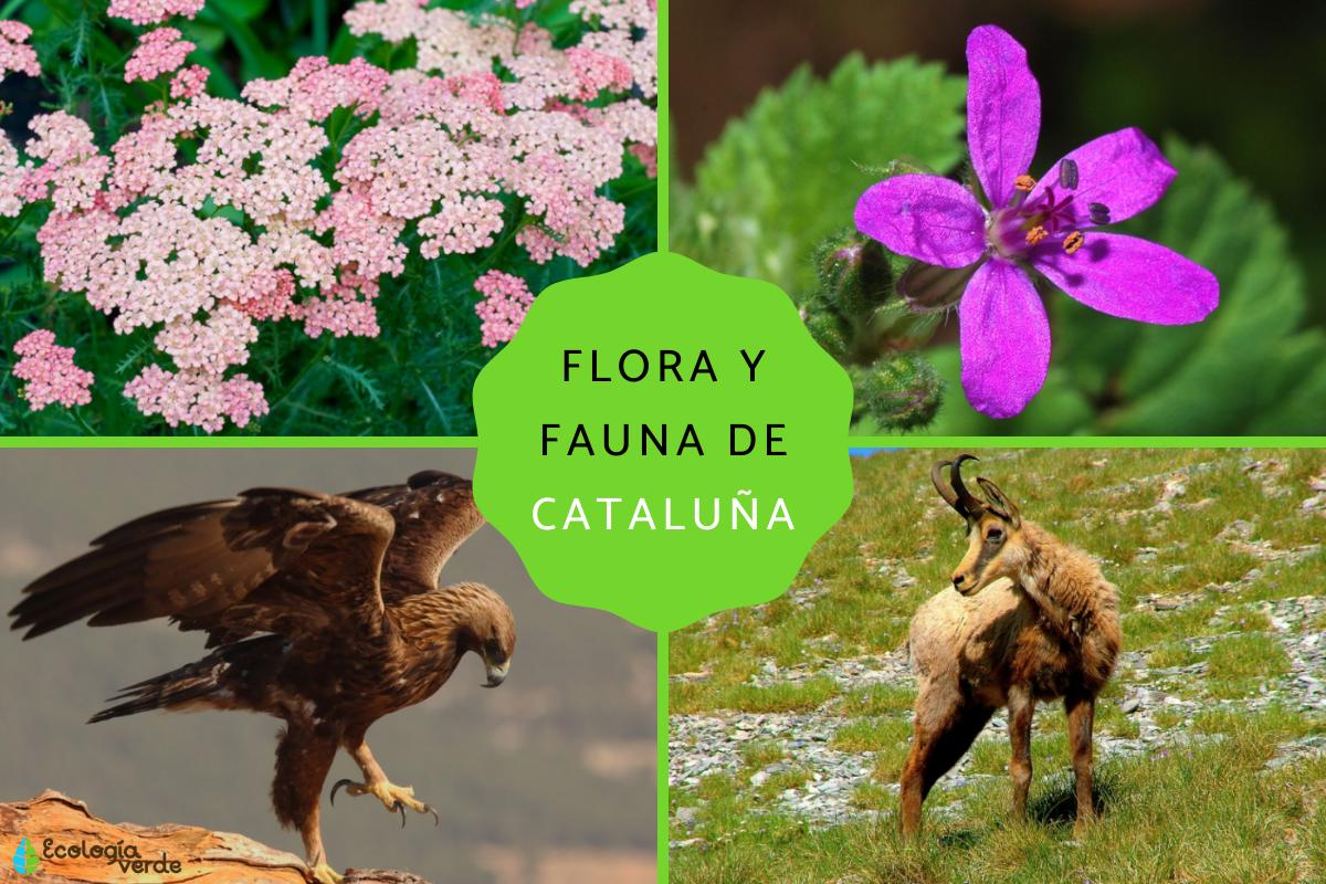Flora y fauna de Cataluña