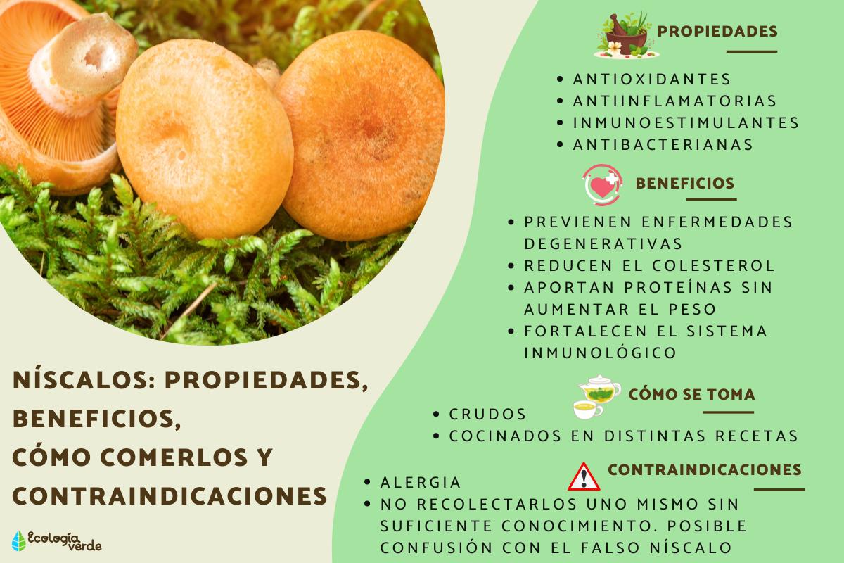 Níscalos: propiedades, beneficios, cómo comerlos y contraindicaciones