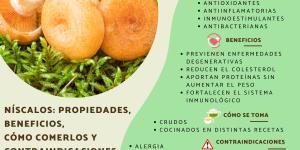Níscalos: propiedades, beneficios, cómo comerlos y contraindicaciones