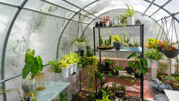 Tener un invernadero en casa cambia lo que puedes plantar: estas son las mejores opciones según Ulla Rothschuh, bióloga - Orquídeas, suculentas y plantas exóticas: las ornamentales que encuentran en el invernadero su hábitat ideal