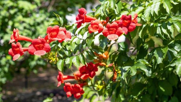 Plantas trepadoras que florecen todo el año: ideas para muros y pérgolas llenas de vida - Bignonia roja