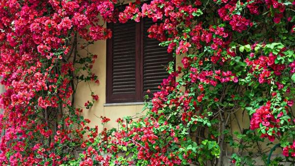 Plantas trepadoras que florecen todo el año: ideas para muros y pérgolas llenas de vida - Buganvilla