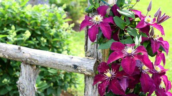 Plantas trepadoras que florecen todo el año: ideas para muros y pérgolas llenas de vida - Clemátides
