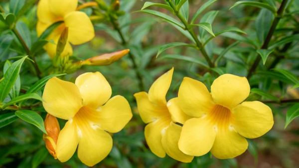 Plantas trepadoras que florecen todo el año: ideas para muros y pérgolas llenas de vida - Copa de oro