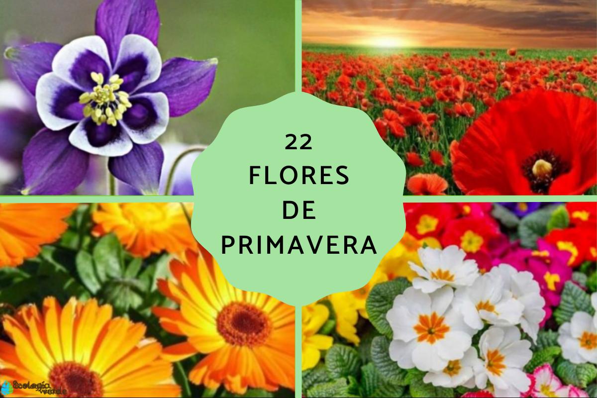 Flores de primavera
