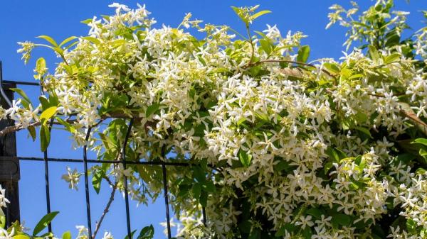 Plantas trepadoras que florecen todo el año: ideas para muros y pérgolas llenas de vida - Jazmín estrellado