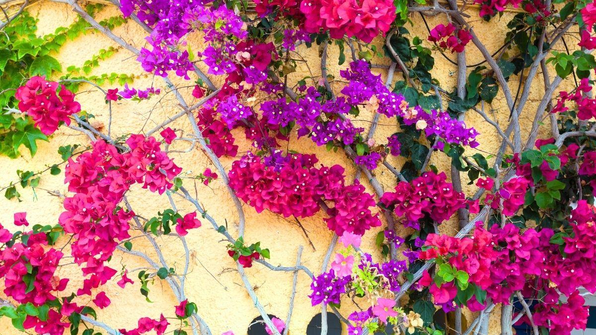 Plantas trepadoras que florecen todo el año: ideas para muros y pérgolas llenas de vida