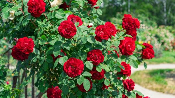 Plantas trepadoras que florecen todo el año: ideas para muros y pérgolas llenas de vida - Rosal trepador