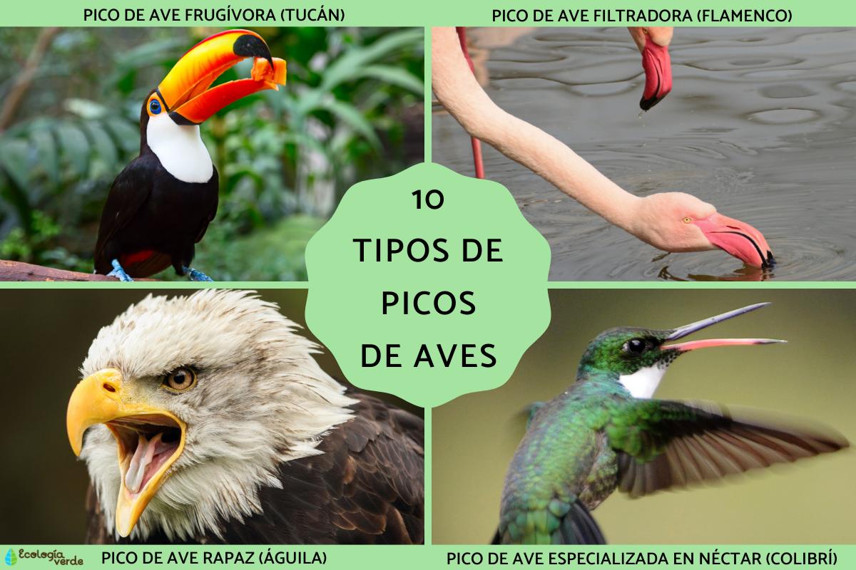 Tipos de picos de aves