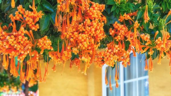 Plantas trepadoras que florecen todo el año: ideas para muros y pérgolas llenas de vida - Trompetero naranja