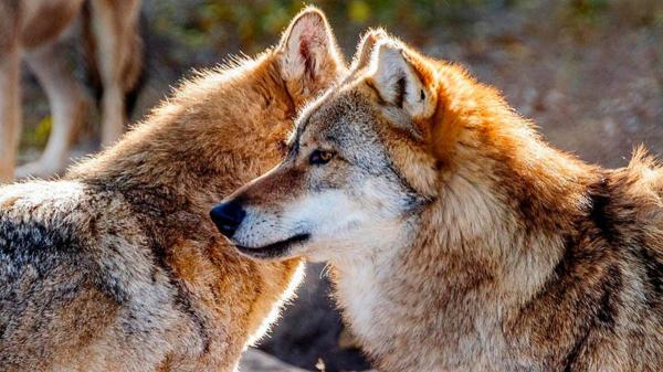 La Justicia anula el plan para matar lobos en Asturias por ser ilegal y se reabre el conflicto entre ganaderos y ecologistas - El Supremo ya había avisado: el control del lobo no puede ser generalizado