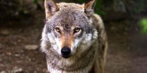 La Justicia anula el plan para matar lobos en Asturias por ser ilegal y se reabre el conflicto entre ganaderos y ecologistas