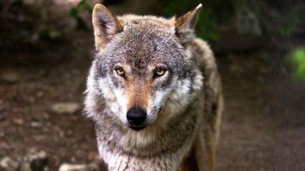 La Justicia anula el plan para matar lobos en Asturias por ser ilegal y se reabre el conflicto entre ganaderos y ecologistas
