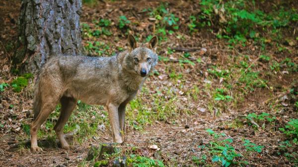 La Justicia anula el plan para matar lobos en Asturias por ser ilegal y se reabre el conflicto entre ganaderos y ecologistas - La Justicia declara ilegal el plan del lobo por falta de base legal