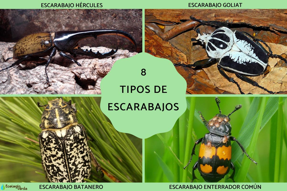 Tipos de escarabajos