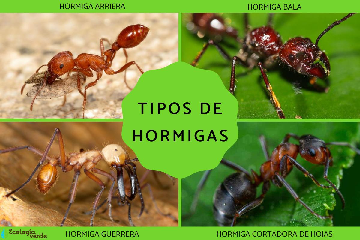 Tipos de hormigas