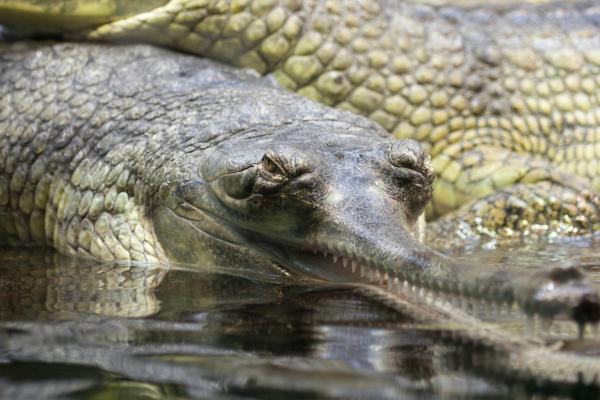 Gavial - Alimentación del gavial