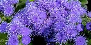 Antes de usar sprays antimosquitos, prueba a colocar esta planta con flores en tu casa si quieres ahuyentarlos