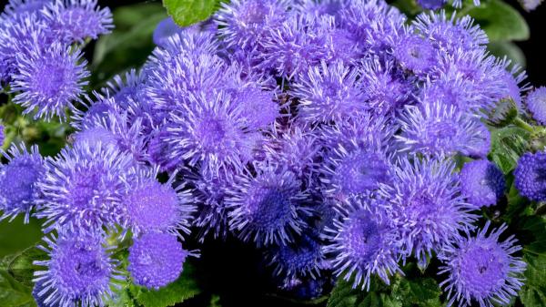 Antes de usar sprays antimosquitos, prueba a colocar esta planta con flores en tu casa si quieres ahuyentarlos