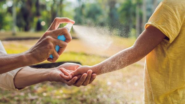 Antes de usar sprays antimosquitos, prueba a colocar esta planta con flores en tu casa si quieres ahuyentarlos - Cómo aprovechar el agérato para repeler mosquitos en casa