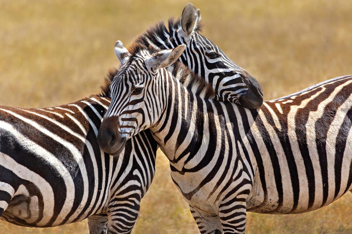 Curiosidades de las cebras